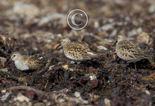 Dunlin DM1041